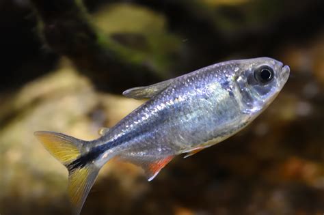 Astyanax mexicanus .